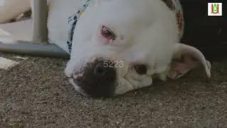puppy sleeping