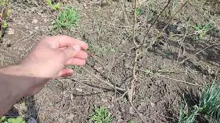 Кудранія Че Сідлез та Норіз після -24°С (весна 2024 року). Стареньке 🙂