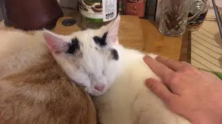 Shiloh sleeping #kittens