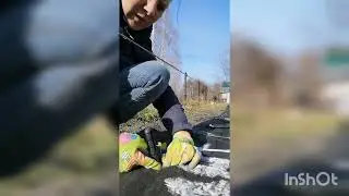Сажаю фриго. Размер грядки, укрывной и зачем мне шпатель.