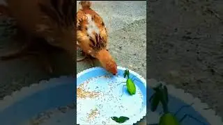 Hen vs insect😂🤣