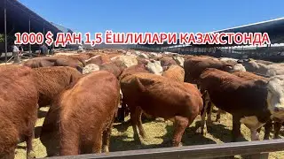 61 БОШ ҚОЗОГСТОНДАН ТОГРИ ЎЗБЕКИСТОНГА 903057667 901550444