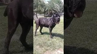 Say Hello to Big King..! ~ Cane Corso #short #shorts #canecorso