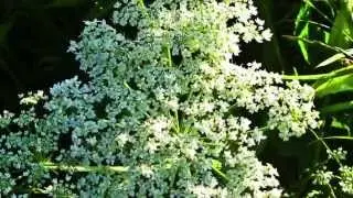Альмин. Призыв лемурийских Ангелов часть 4