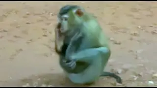 Live on four troops of monkeys a very young monkey Rainbow grooming and massaging for her boyfriend