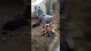 Стрижка.