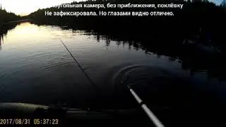 Поплавок ванька-встанька, ловля в сумерках.