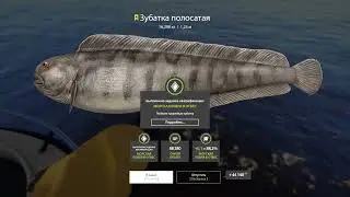 Русская Рыбалка 4 - Норвежское море - (Зубатка полосатая Трофей)