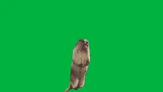Beaver screaming meme Green Screen