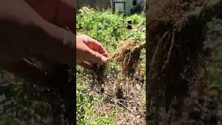 Garden Tip Double Root your Tomato’s #garden #food #cooking #gardening #tomato #gatdeningtips