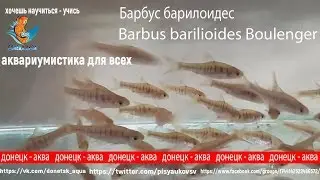 Барбус барилоидес, Barbus barilioides Boulenger, красивая рыбка,miten kasvattaa kalaa