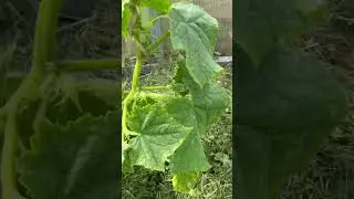 Польза мульчи для огурцов