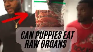 Puppy Feeding Time | Amira x Ego