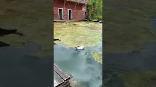 Duck living it's best life at Sweet Springs mineral spring. I bet it's healthy lol