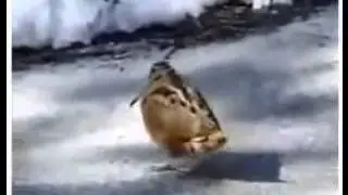 ים השיבולים בצעד תמיני