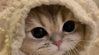 Милые котики