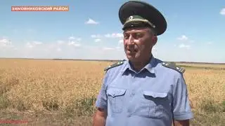 Борьба с саранчой в Ростовской области