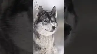 husky agouti 1y.o. #husky #huskypuppy #huskykennel #agoutihusky #agouti
