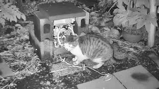 file02 敵ヲ知リ己ヲ知レバ────強敵猫モ速ヤカニ捕ラエルベシ／ばくわな実戦ファイル