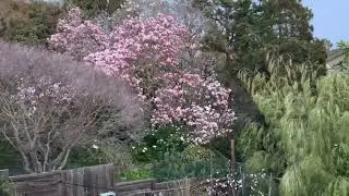 Shades of Pink…