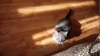 Тигра на охоте)