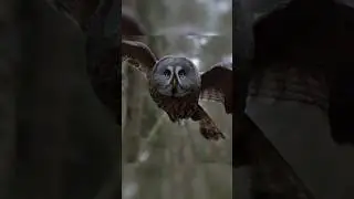 The Majestic Great Grey Owl: Nature's Silent Hunter 🦉