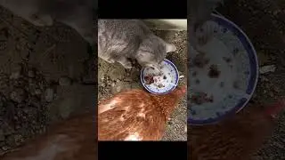 Из одной тарелки вкуснее 