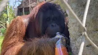 Historias de Bioparque - Helado Sandai