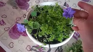 Кампанула осенью.