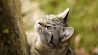 Cute bear 🧸 funny animals 🧁