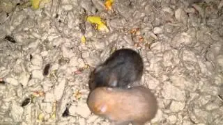 Baby hams day 17: licking windows, eating bedding