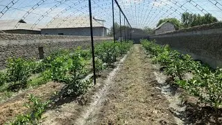 28 июня 2022 г. Лимон парваришлаш