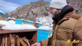 БАҲОРГА ЧИҚҚАН АРИЛАРНИ ҚУТҚАРАМИЗ...