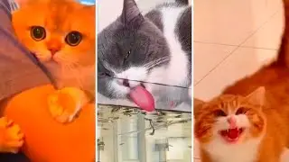 Animals Are The Best Sonds To Listen To When You're Feeling Lonely