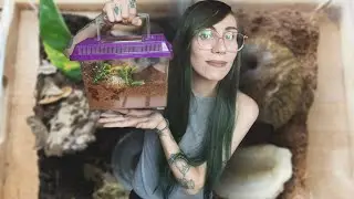 making a TERRIBLE tarantula enclosure with Petsmart only products