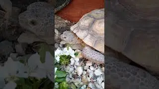 Female Mohave desert tortoise