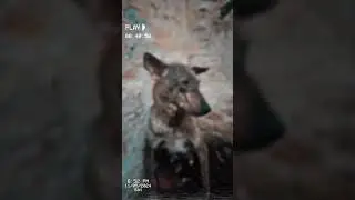 dogs new born baby 🥰