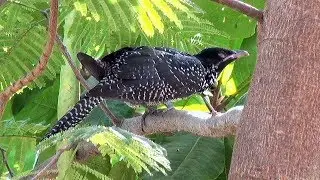 Asian Koel (Female)