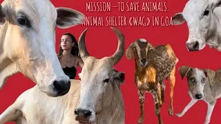 MISSION -- TO SAVE ANIMALS. ANIMAL SHELTER 