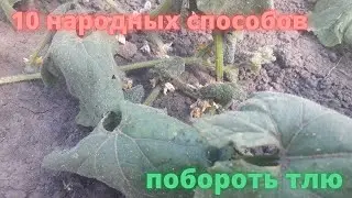 ТЛЯ на огурцах исчезнет! Борьба с тлей - народные средства