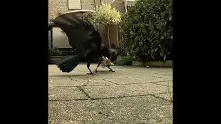 Отец отобрал курицу у сына. #crow #ворона #животные #наблюдение