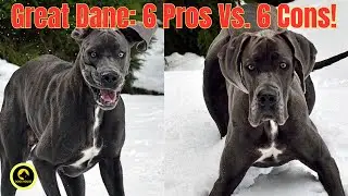Pros and Cons of the Great Dane