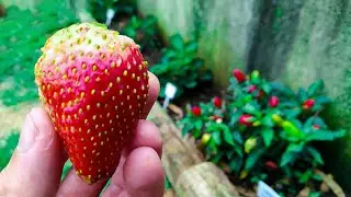 Learning to Dig and Plant a Vegetable Garden
