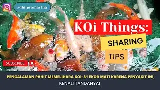 PENGALAMAN PAHIT MEMELIHARA KOI: 81 EKOR MATI KARENA PENYAKIT INI, KENALI TANDANYA!
