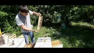 Карпатка спустя месяц.
