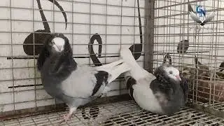 விலைப்பட்டியல் ( Price list)  || GN PIGEON FARM || GN புறா பண்ணை ||