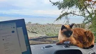 Solo Female Van Life with Cats Exploring Vancouver Island