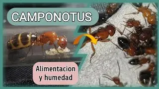 🚩COMO CRIAR CAMPONOTUS (Cuidados hormiga carpintera) Turorial de crianza//GUIA completa