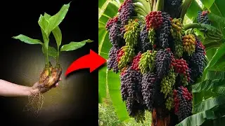 i Grafting Banana With Grapes i Got Amazing Fruit