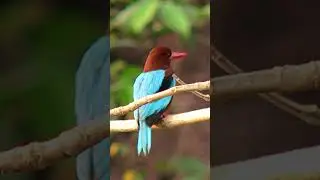 Kingfisher bird #shorts #viral #youtubeshorts #shortvideo